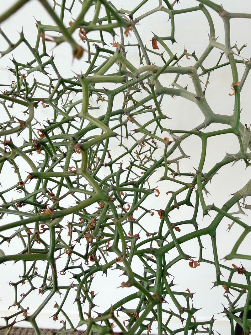 Decarya Madagascariensis