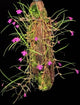 Isabella Pulchella