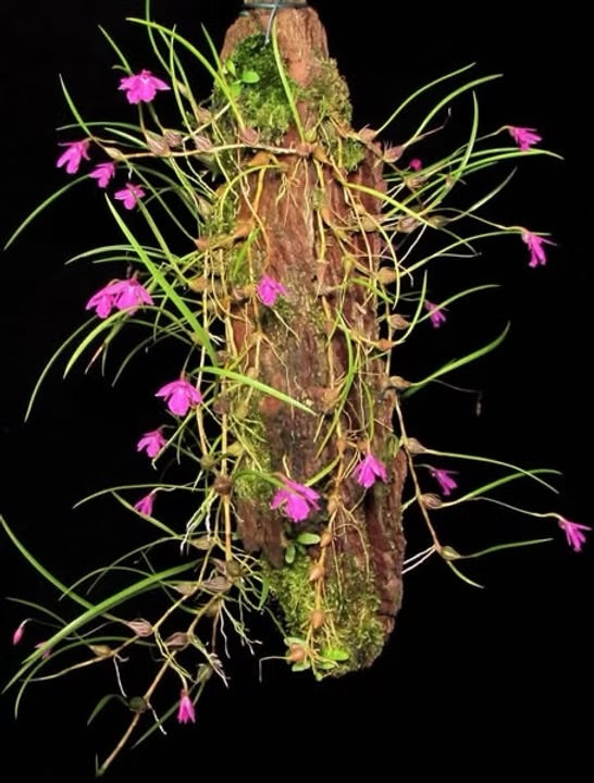 Isabella Pulchella