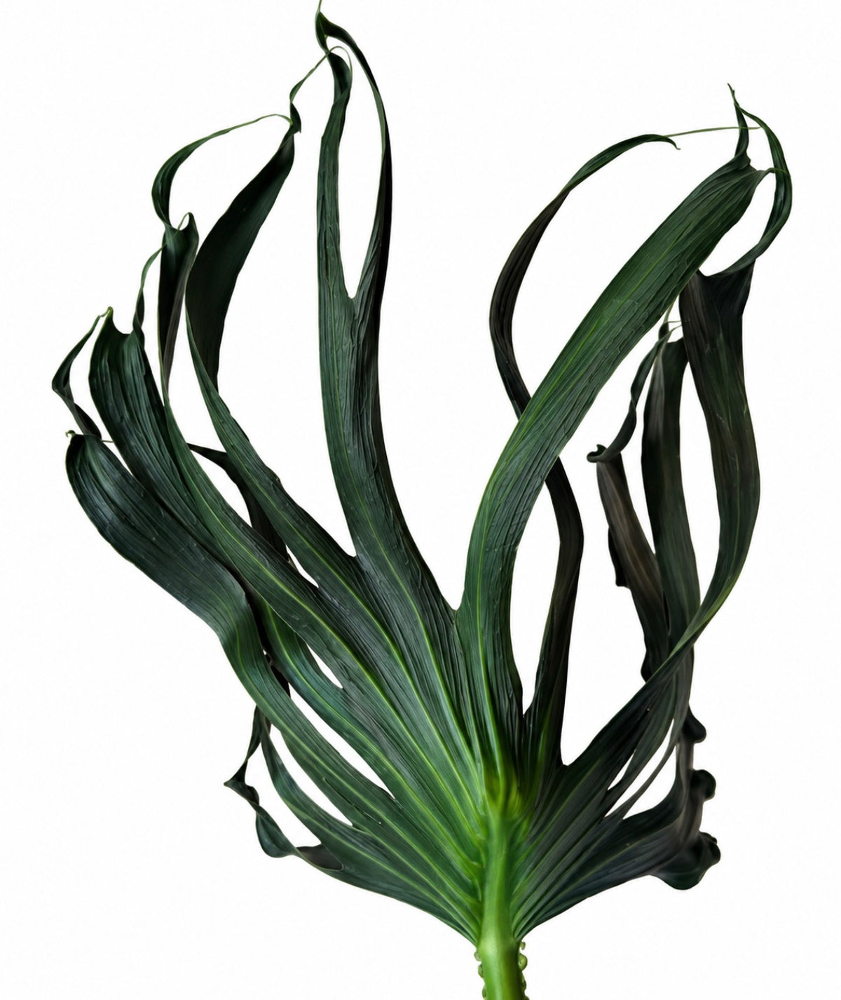 Monstera Deliciosa ‘Unniiae’