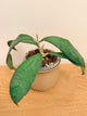 Hoya Clemensiorum