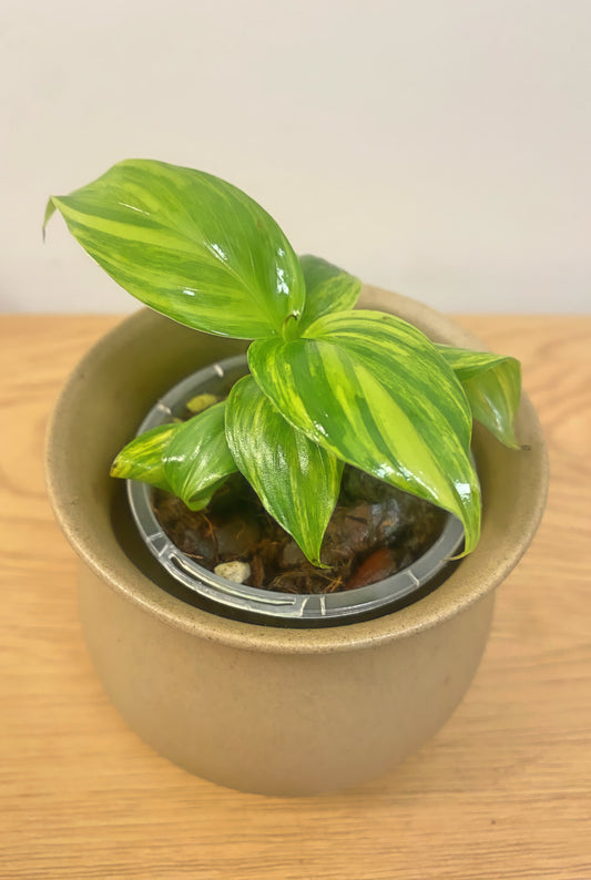 Musa Aurea