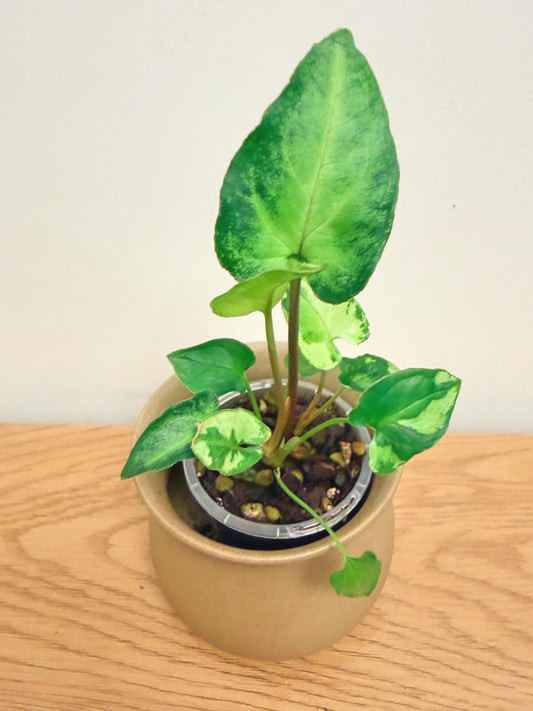 Syngonium Three Kings