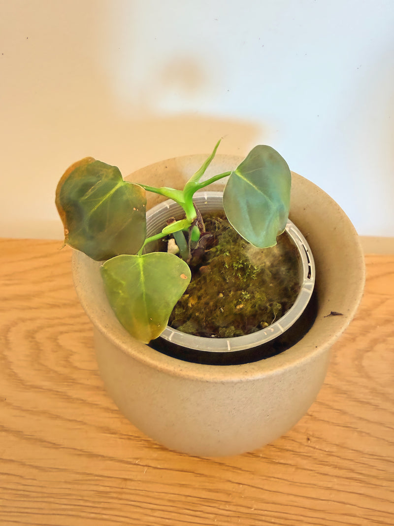 Philodendron Lupinum