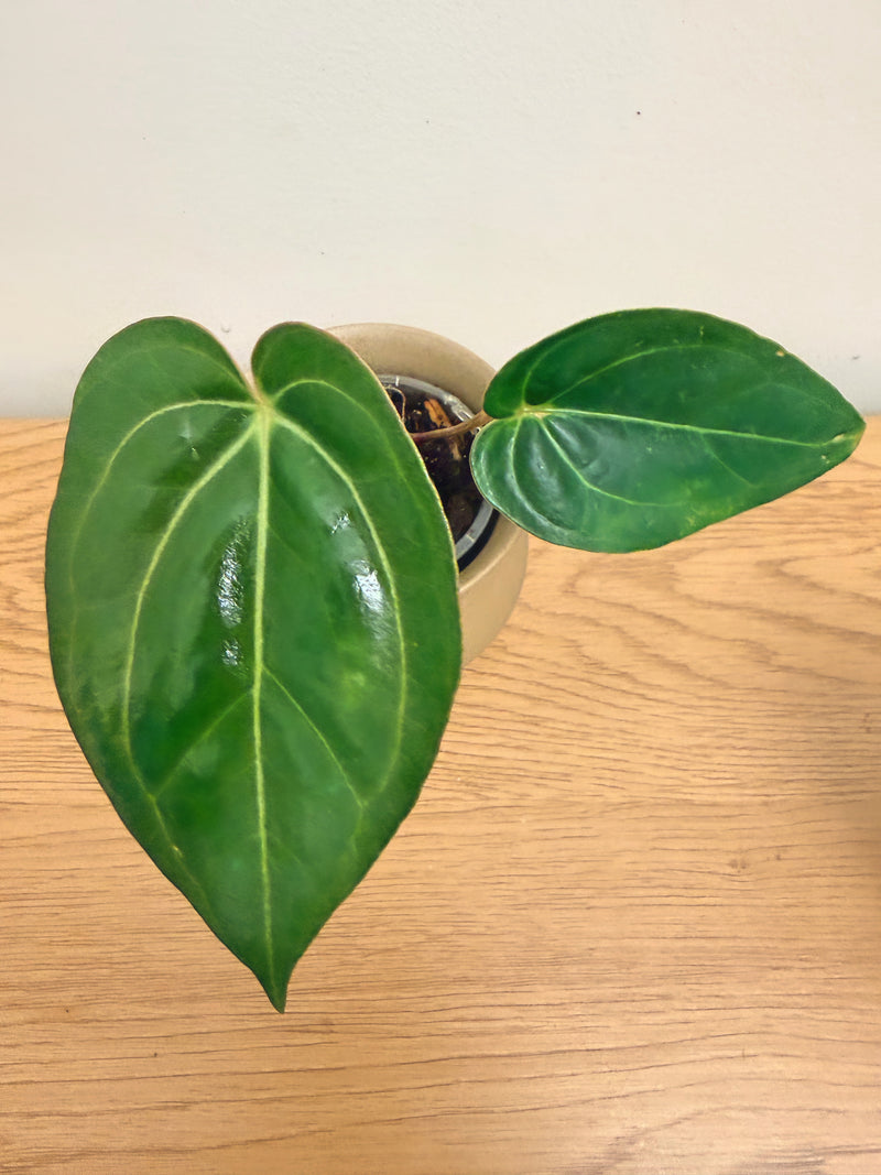 Anthurium (Mag x Red Crystal) x Papi