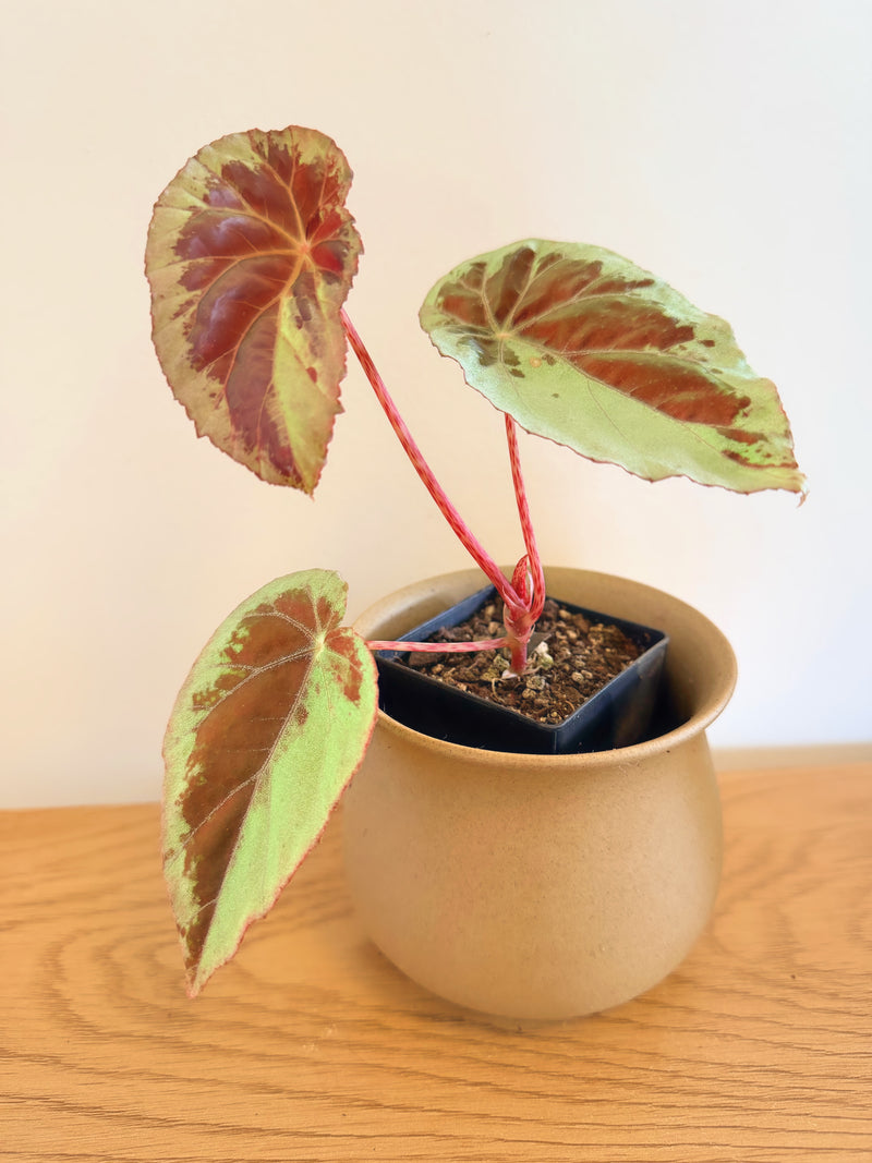 Begonia Burkillii ‘Silver Edge’