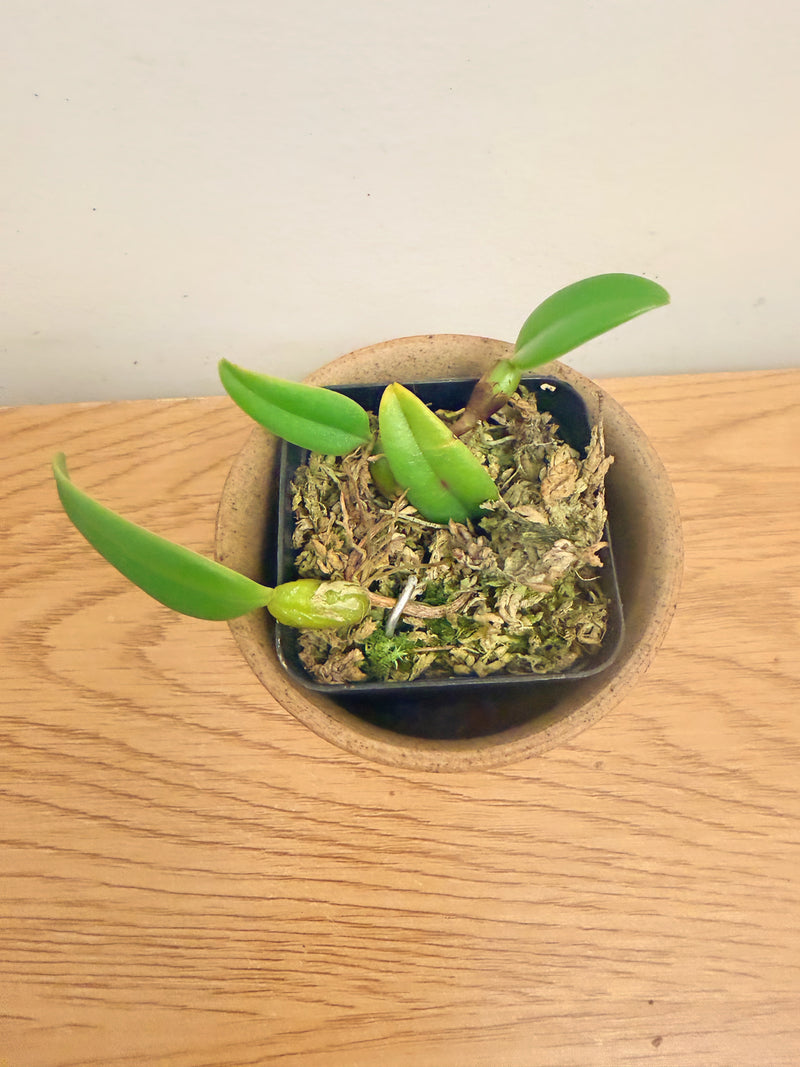 Bulbophyllum Lasiochilum