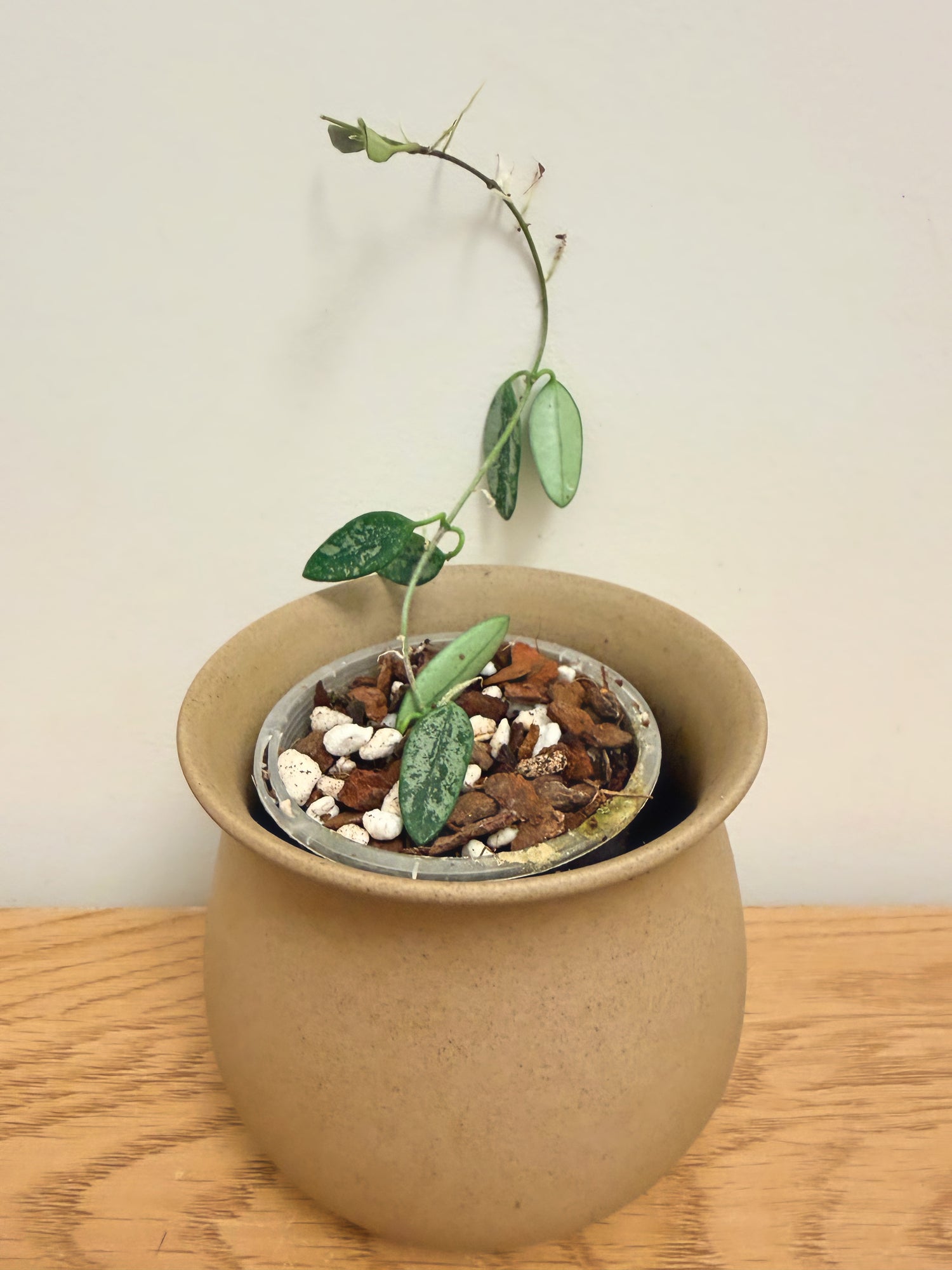 Hoya Lima Splash