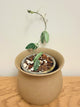 Hoya Lima Splash
