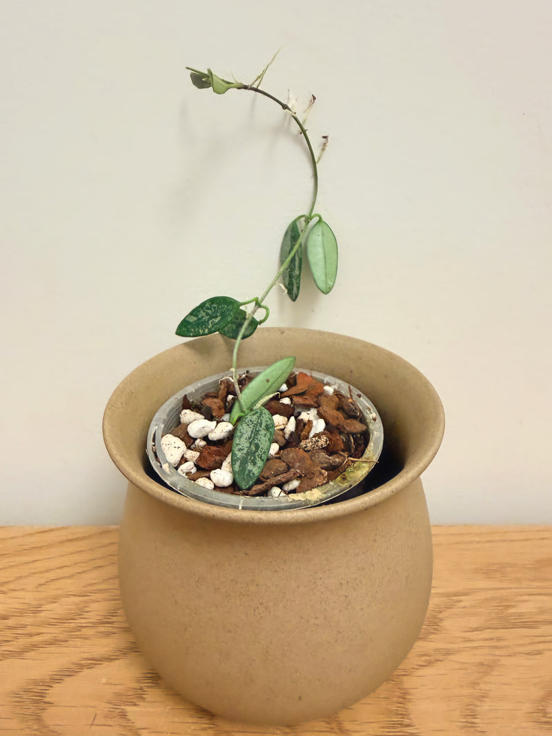 Hoya Lima Splash