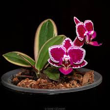 Phalaenopsis Chia E Yenlin (Variegata)
