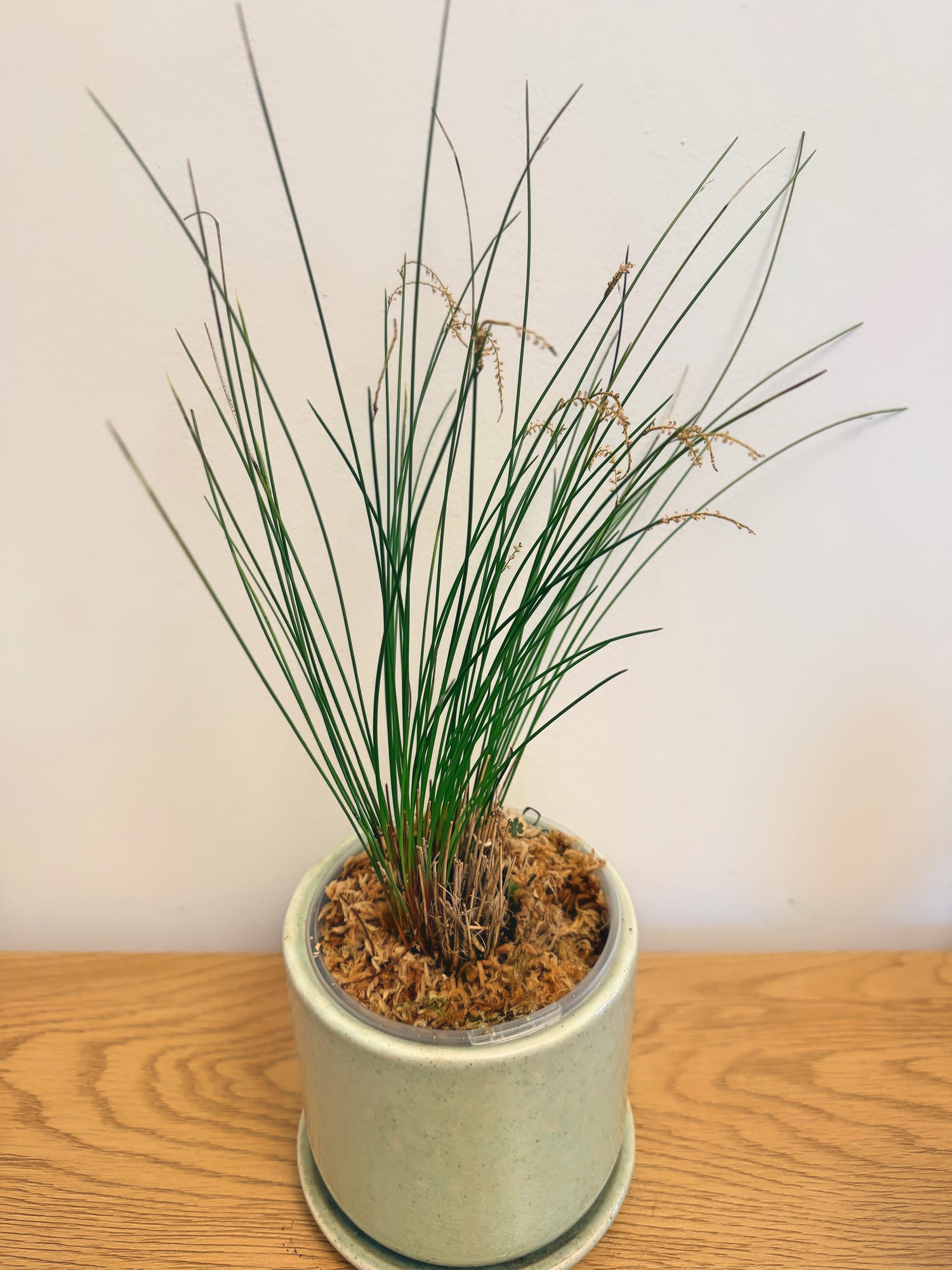Dendrochilum ‘Caribou Whiskers’
