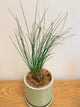 Dendrochilum ‘Caribou Whiskers’
