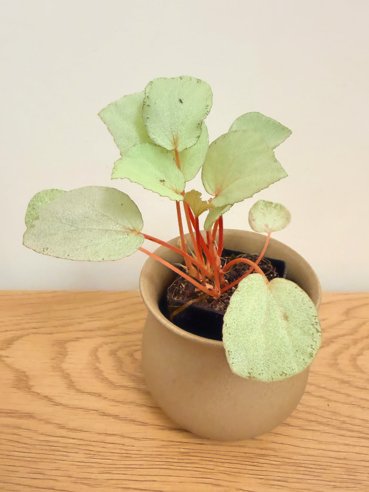 Begonia ‘Purely Platinum’