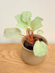 Begonia ‘Purely Platinum’