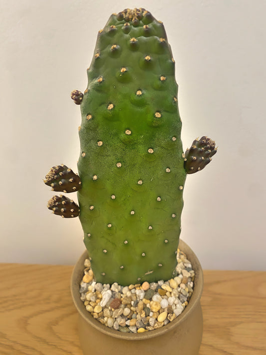 Consolea Rubescens
