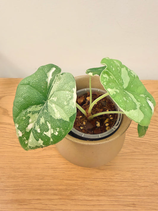 Alocasia Melo Variegated