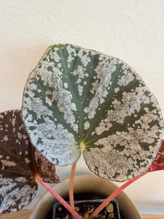 Begonia ‘Why So Sparkly?’