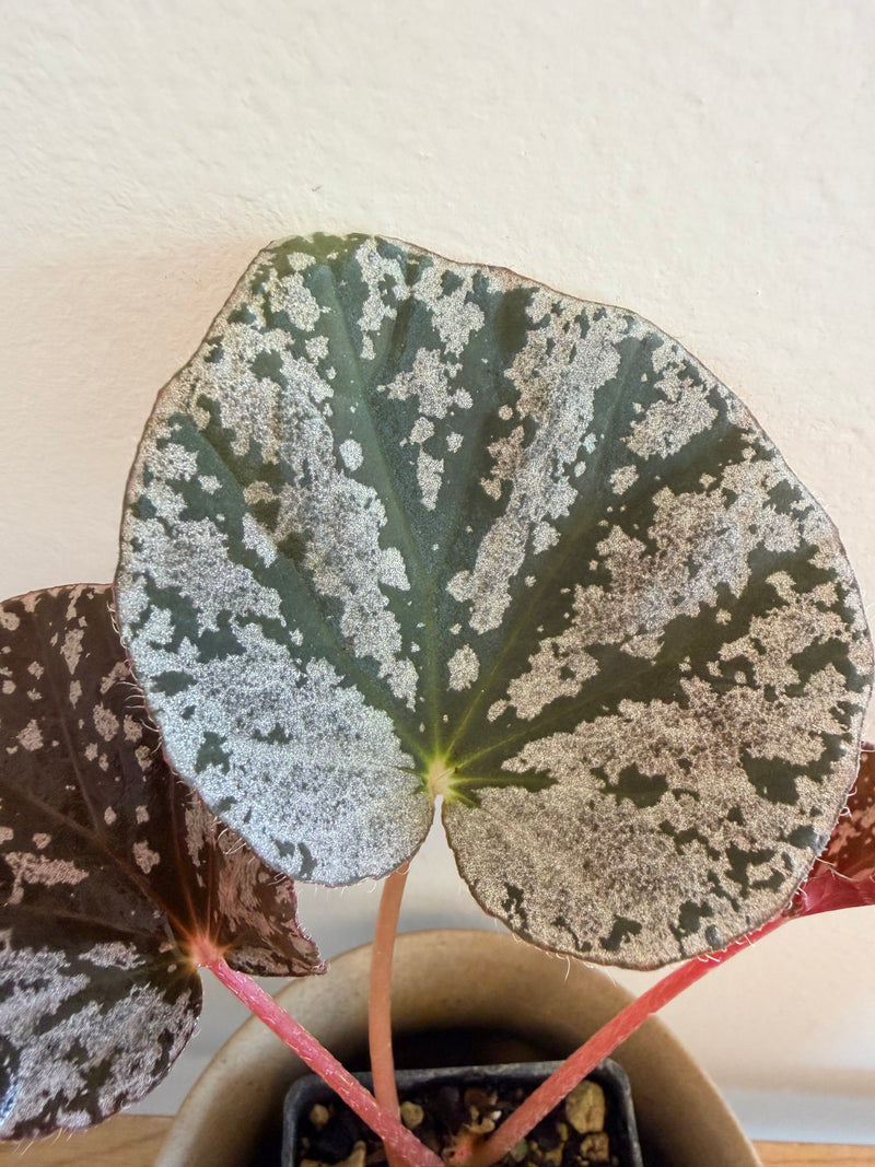 Begonia ‘Why So Sparkly?’