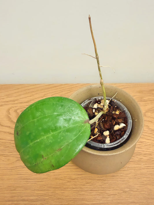 Hoya Latifolia Snow Queen (A)