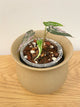 Alocasia Bambino Pink Albo