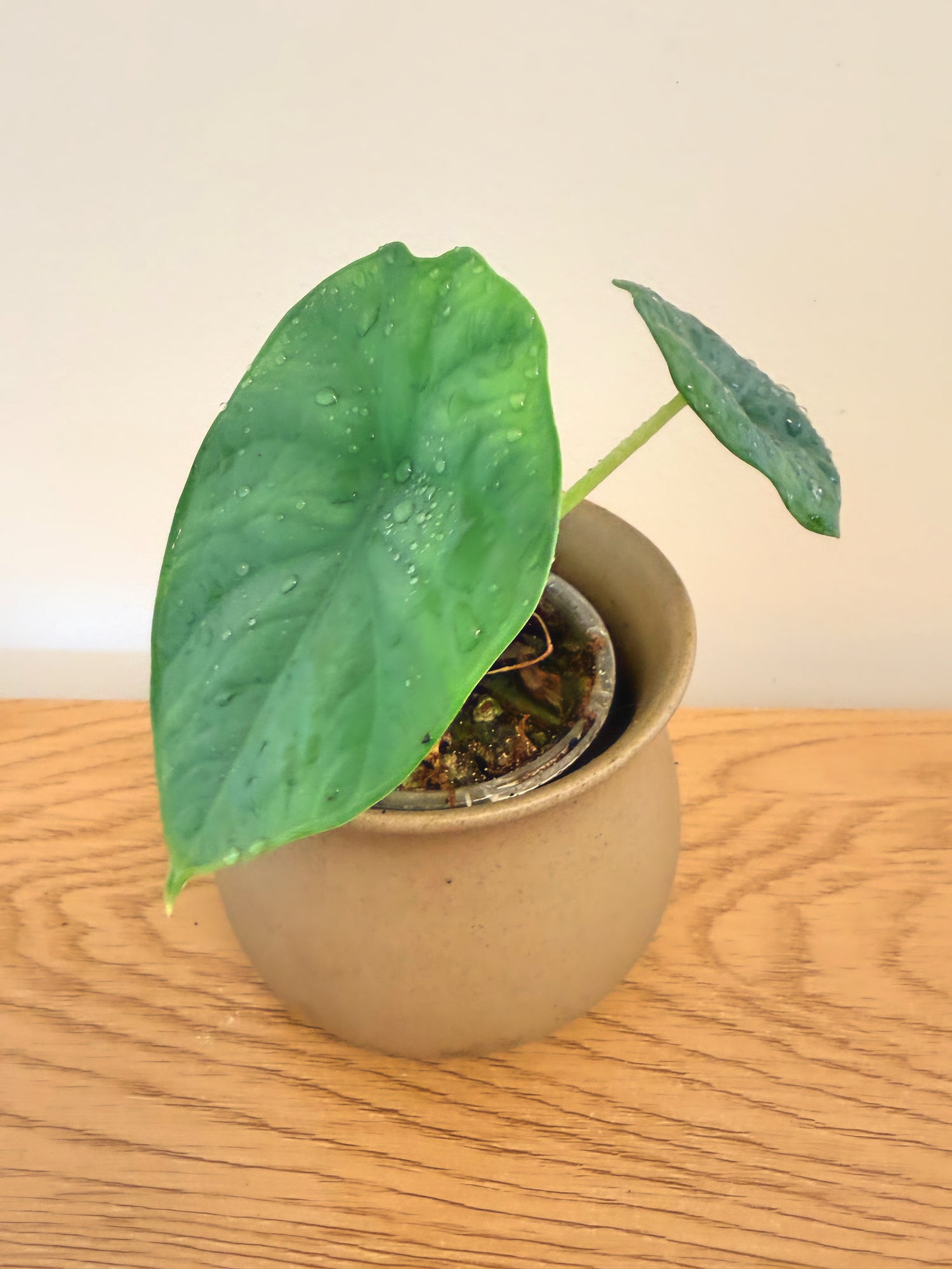 Alocasia Chaii