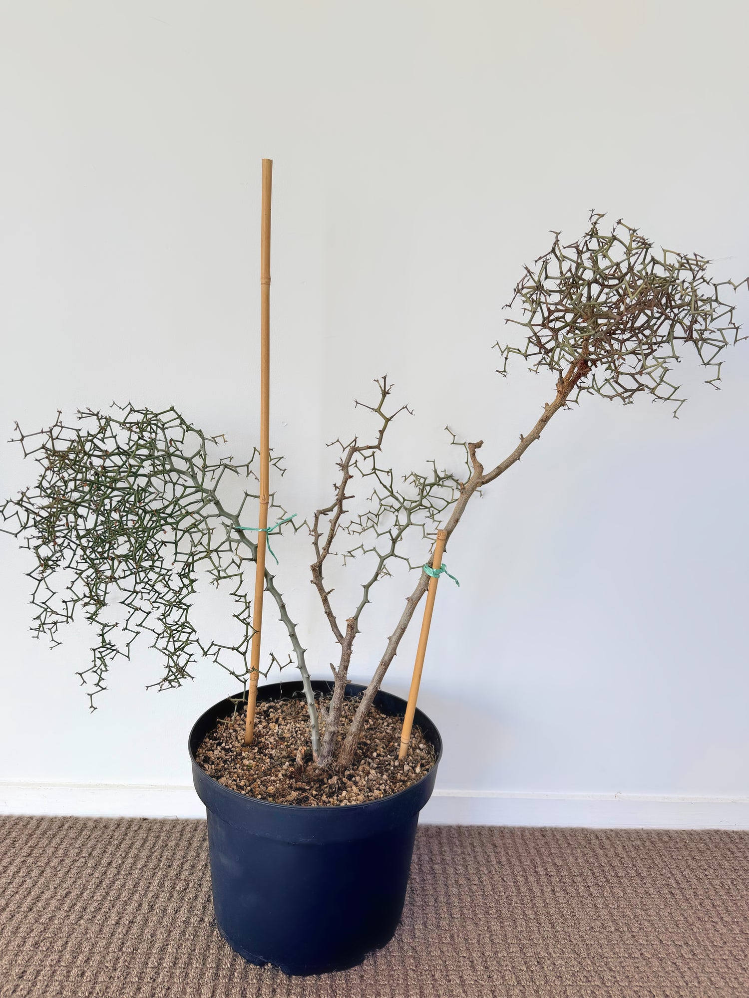 Decarya Madagascariensis