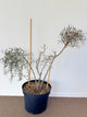 Decarya Madagascariensis