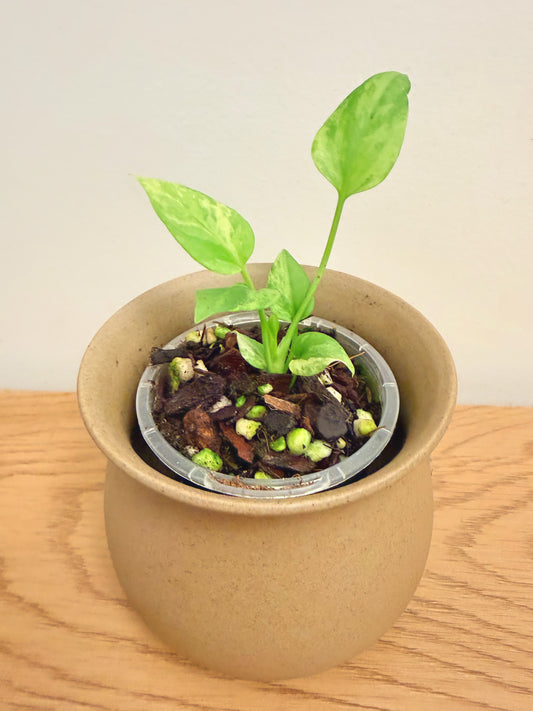 Anthurium Vittarifolium Variegated