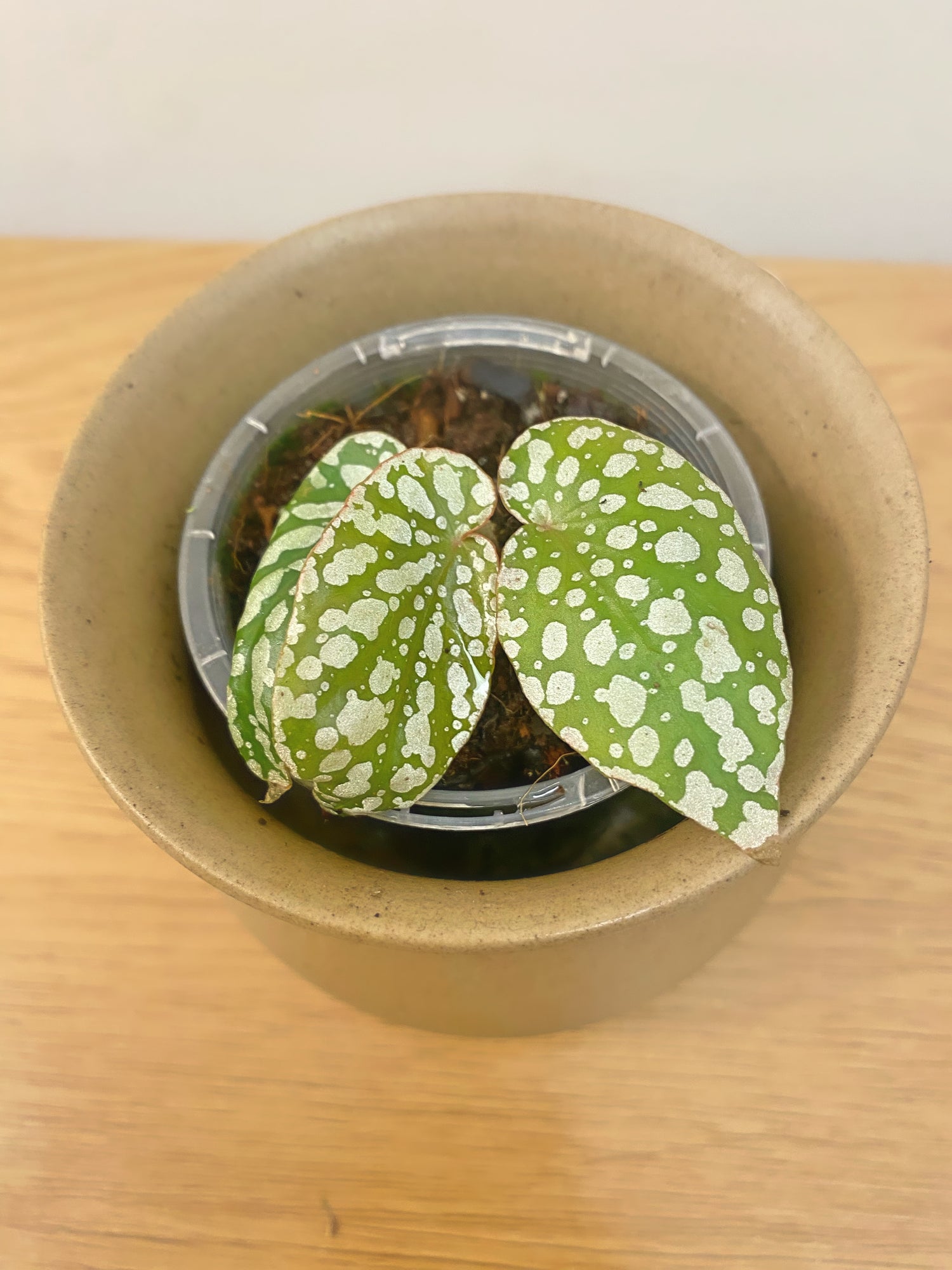 Begonia White Ice