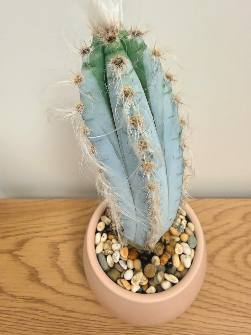 Pilosocereus Glaucochrous