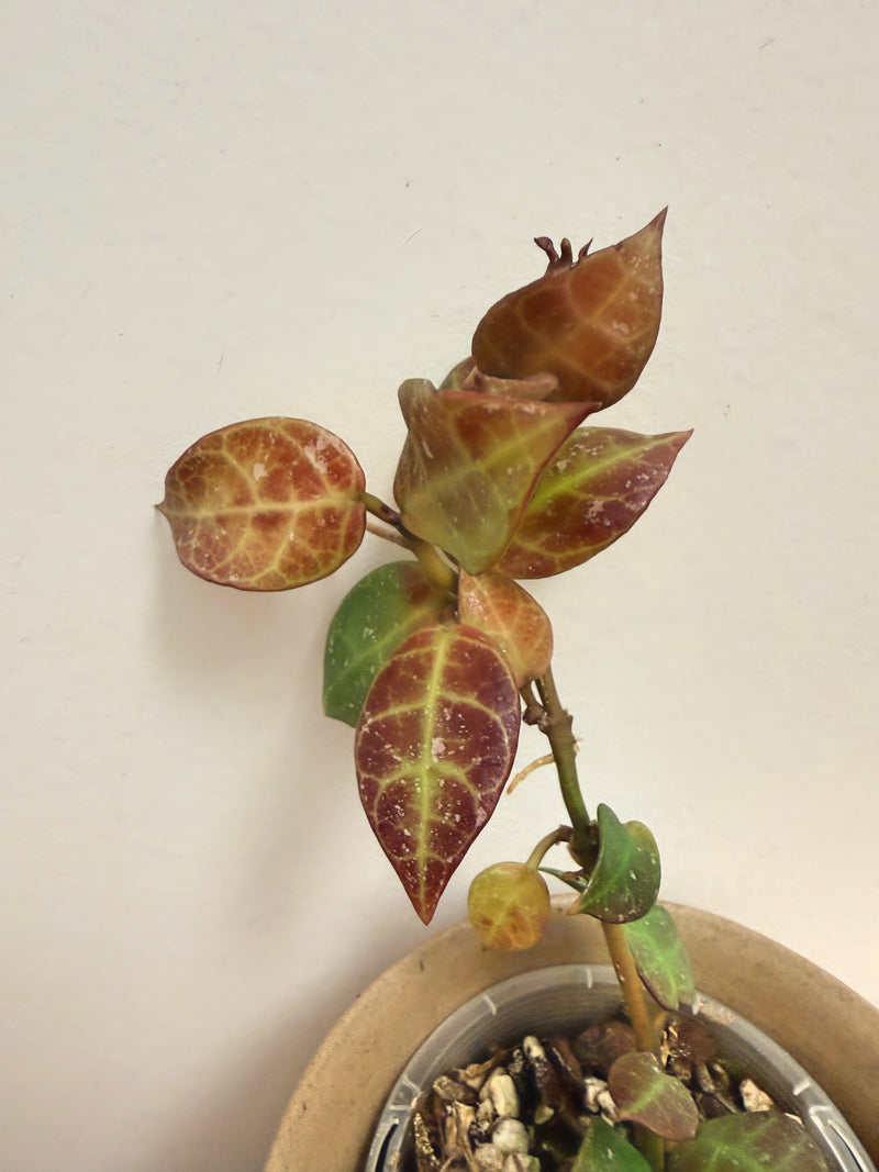 Hoya hybrid