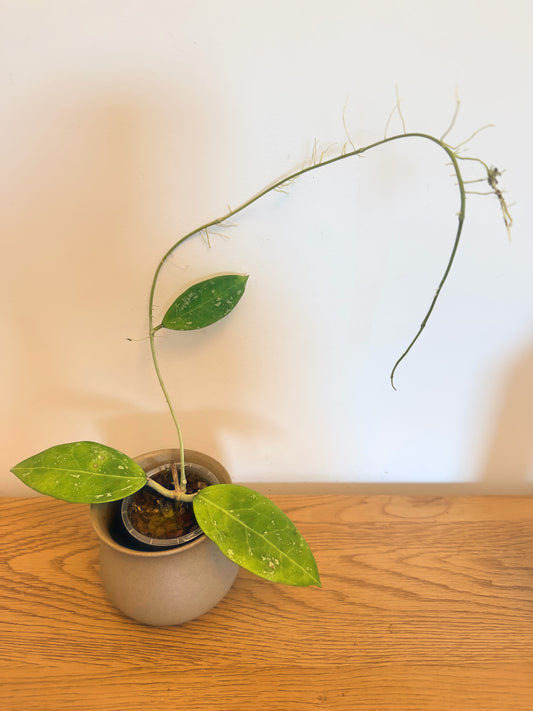 Hoya Parasitica Splash