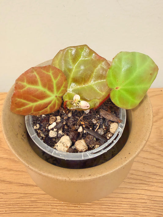 Begonia sp. Aceh