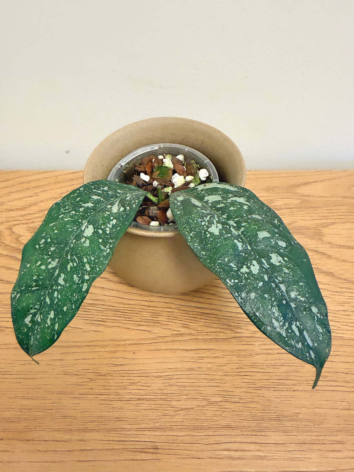 Hoya Campanulata Splash