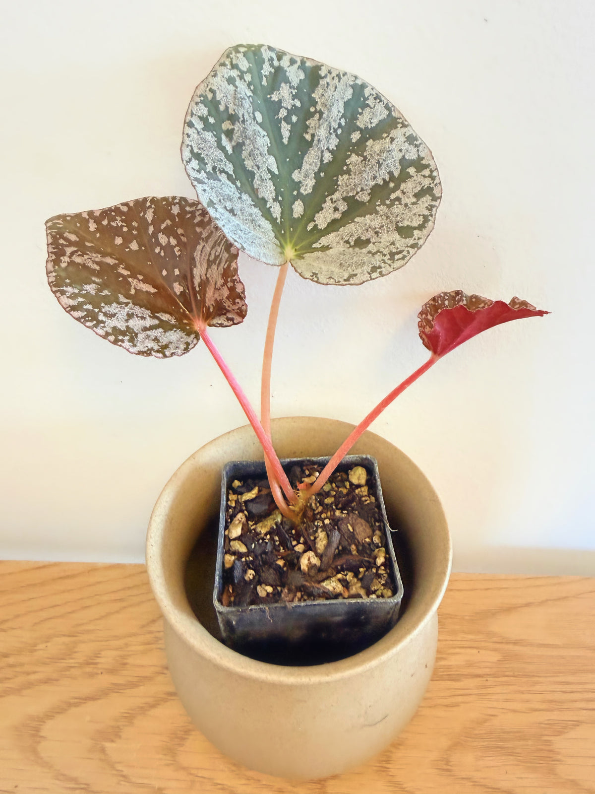 Begonia ‘Why So Sparkly?’