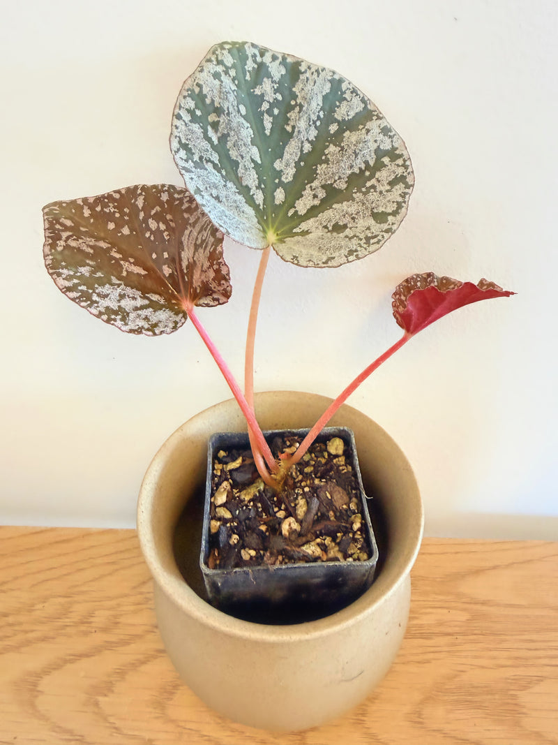 Begonia ‘Why So Sparkly?’