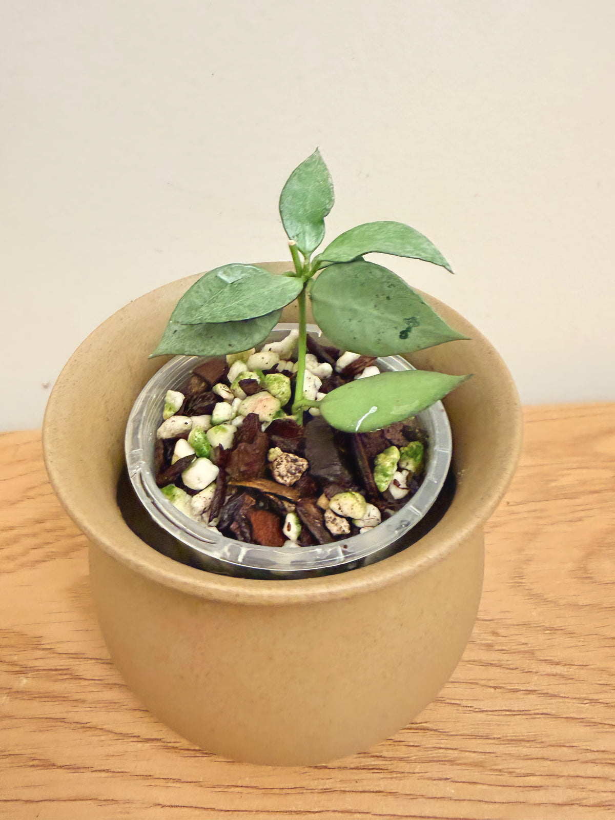 Hoya Lacunosa Louisa Silver