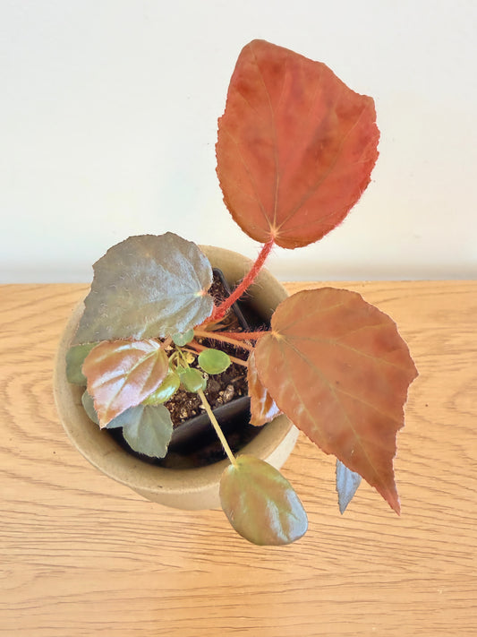 Begonia ‘Garnet’