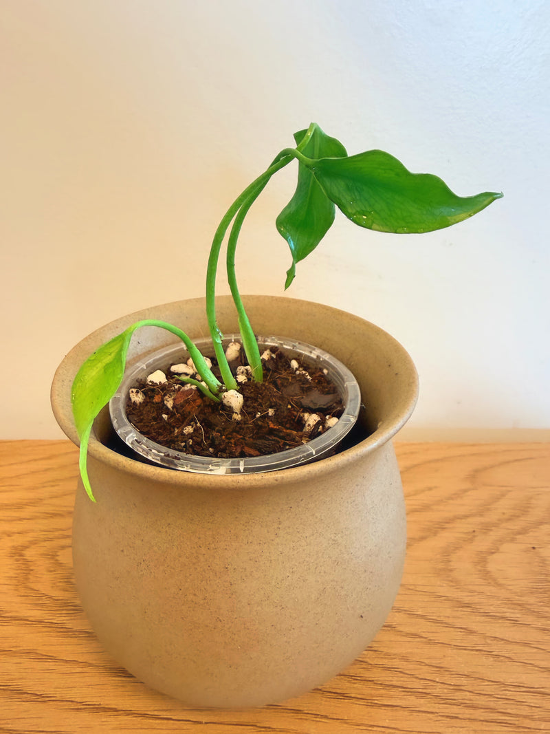 Monstera Deliciosa ‘Unniiae’