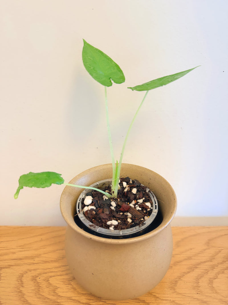 Alocasia Olanii