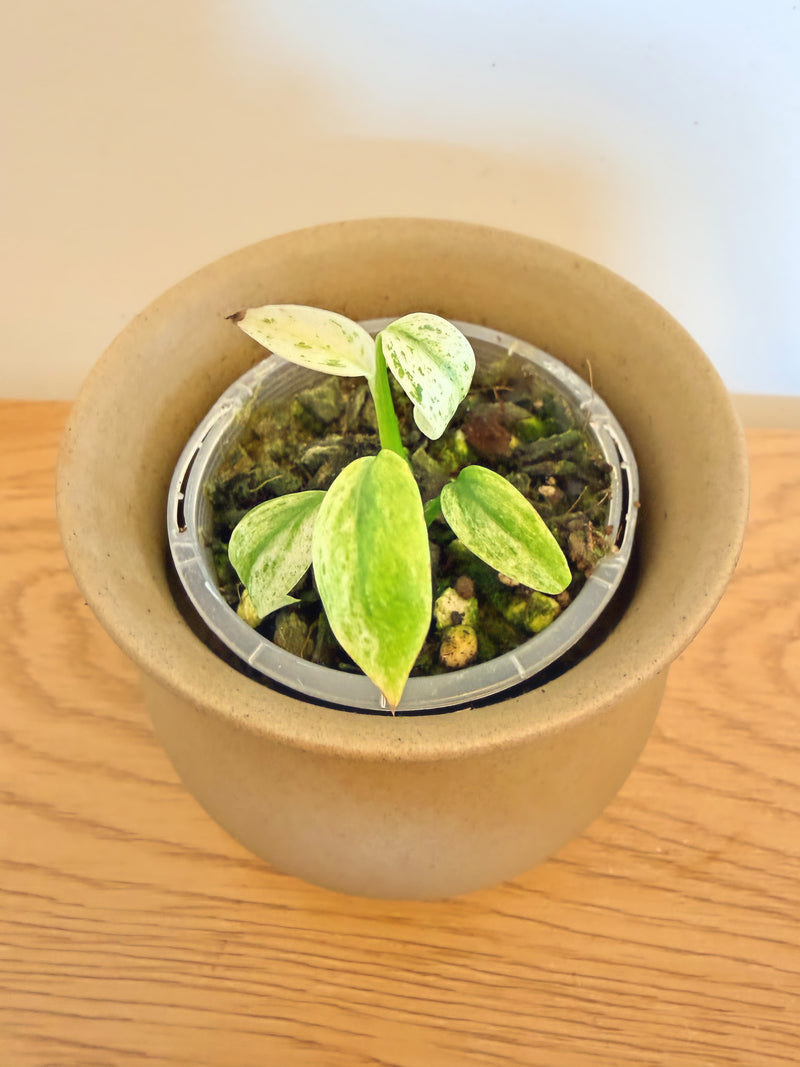 Epipremnum Giganteum Variegated