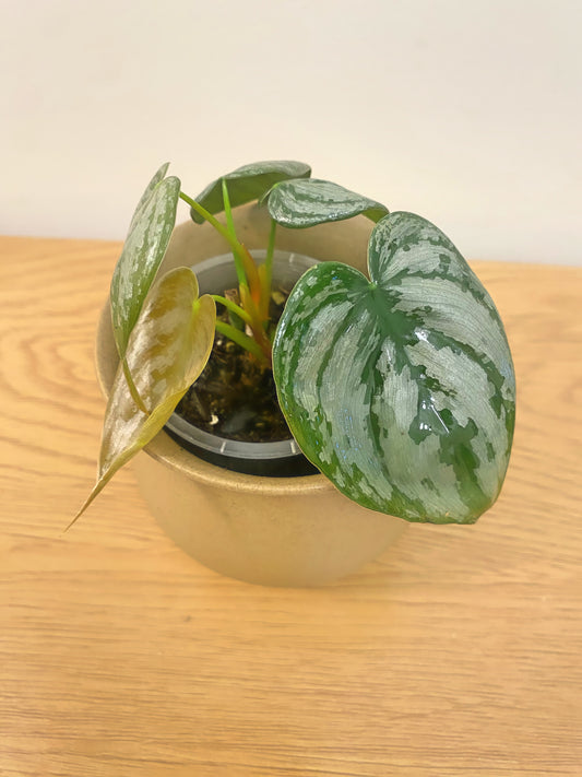 Philodendron Brandtianum