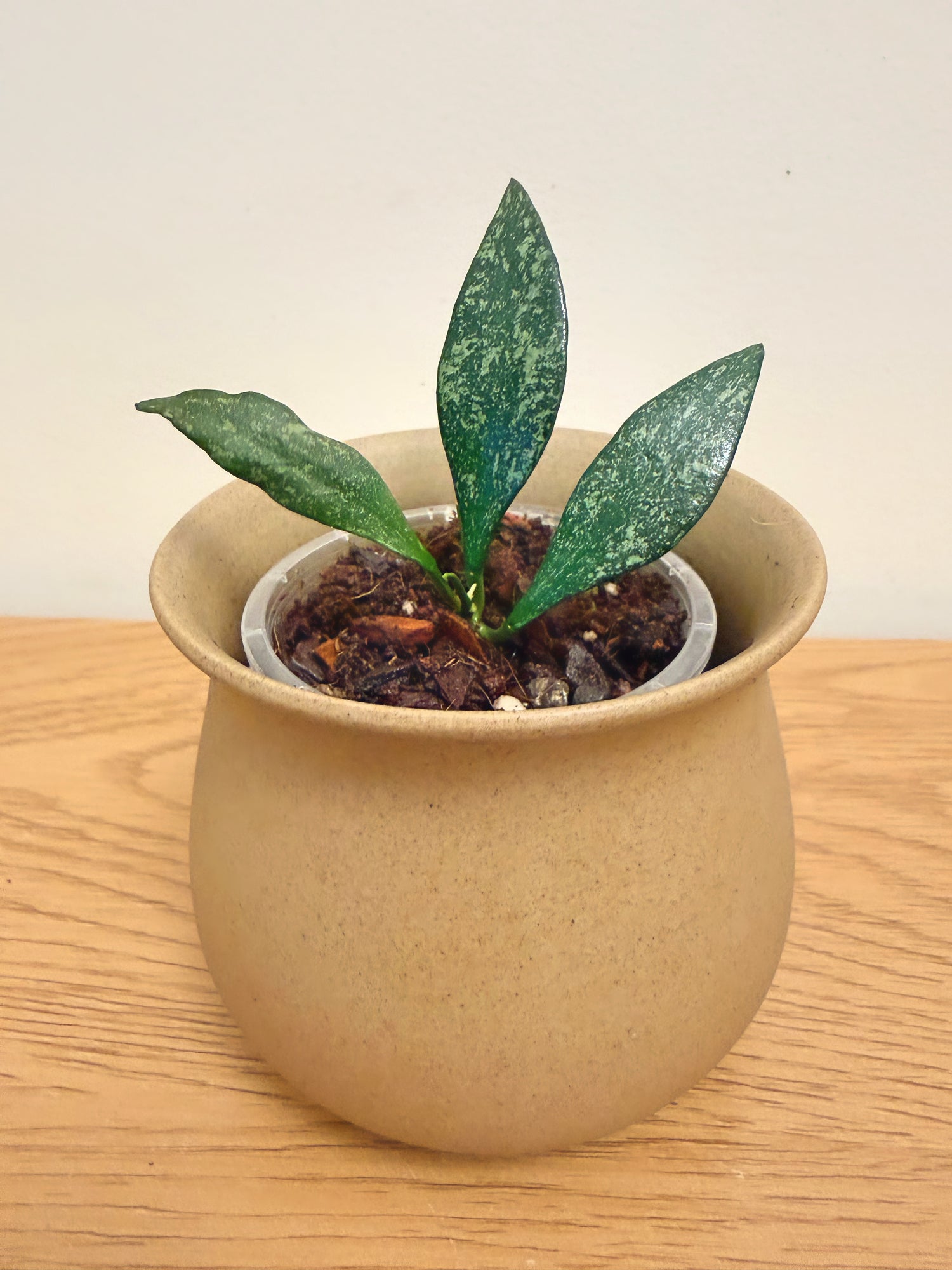 Hoya Parviflora Splash