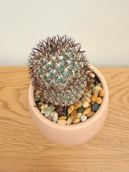 Mammillaria Microhelia (Pink Flower)