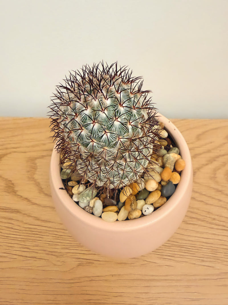 Mammillaria Microhelia (Pink Flower)