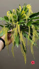 Coelogyne (Dendrobium) Cobbiana