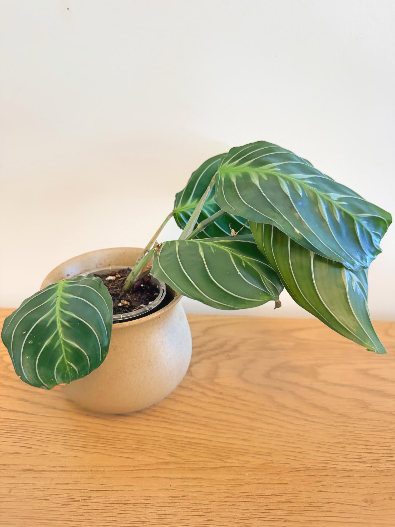 Maranta Massangeana Black (B)