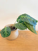 Maranta Massangeana Black (B)