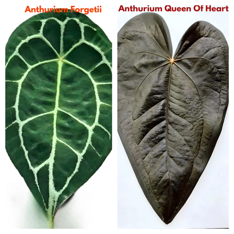 Anthurium Forgetii x Queen Of Hearts